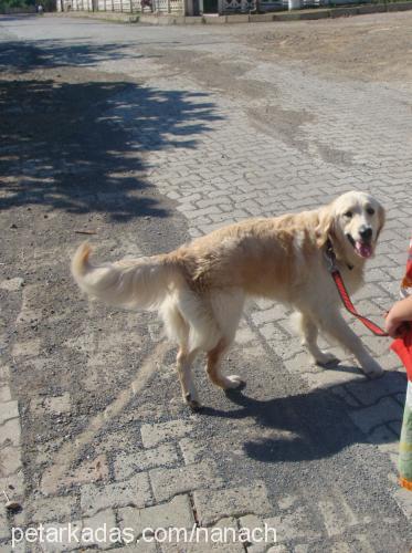 nana Dişi Golden Retriever