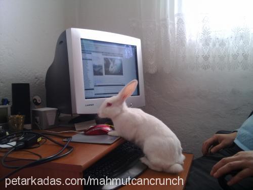 mamutcancrunch Dişi 