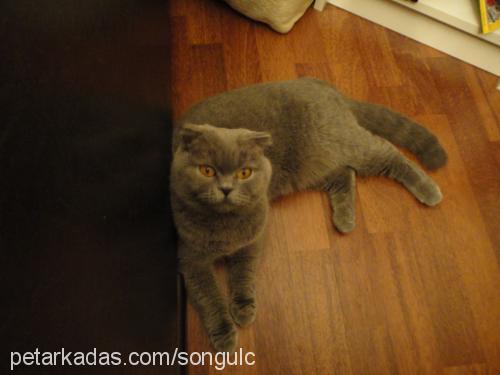 osman Erkek British Shorthair