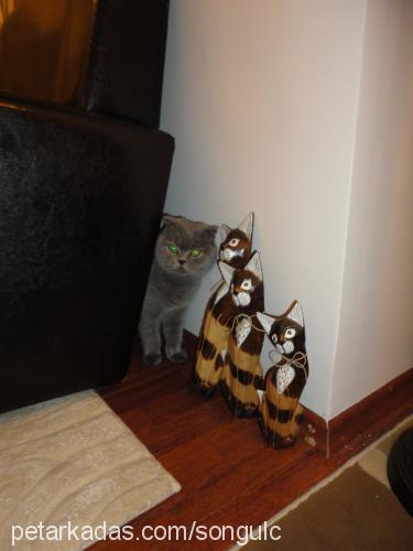 osman Erkek British Shorthair