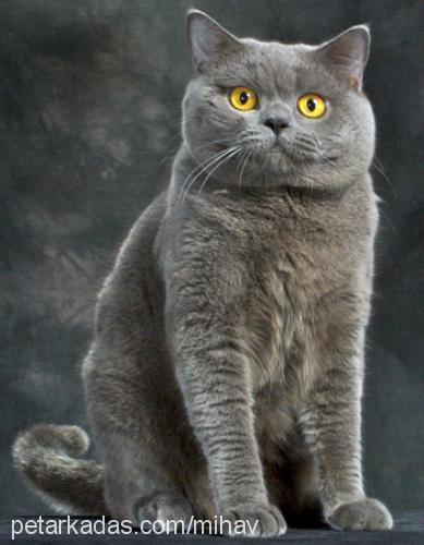 yummy Erkek British Shorthair