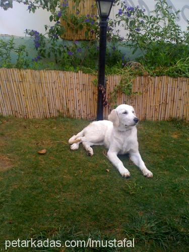 köpük Dişi Golden Retriever