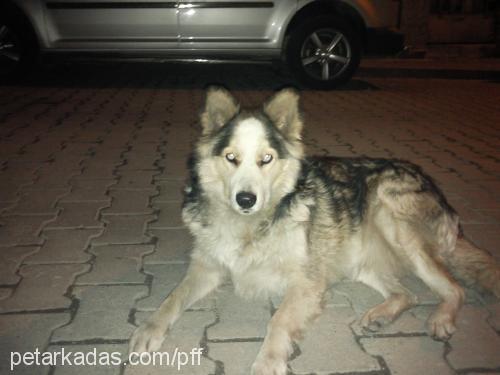 kontes Dişi Sibirya Kurdu (Husky)