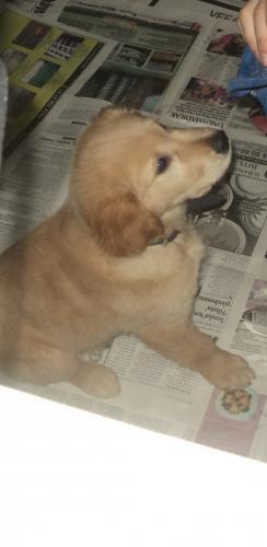 kaptan Erkek Golden Retriever