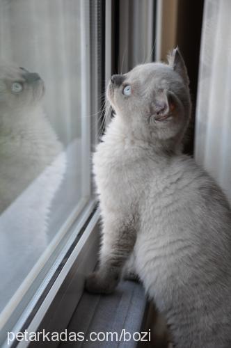 bozi Dişi Scottish Fold