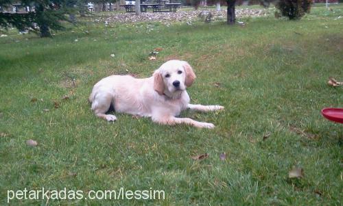 lessi Dişi Golden Retriever