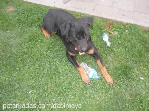 dobi Erkek Rottweiler