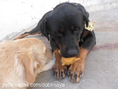 dobi Erkek Rottweiler