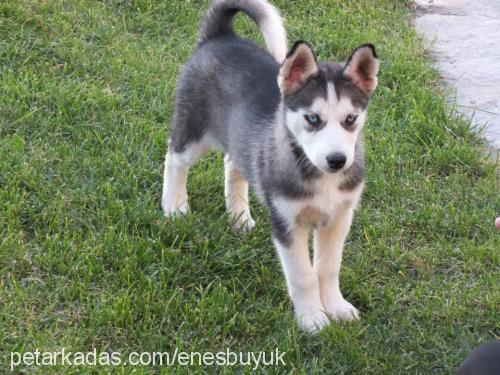 ice Dişi Sibirya Kurdu (Husky)