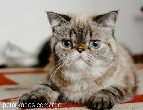 pudra Dişi British Shorthair