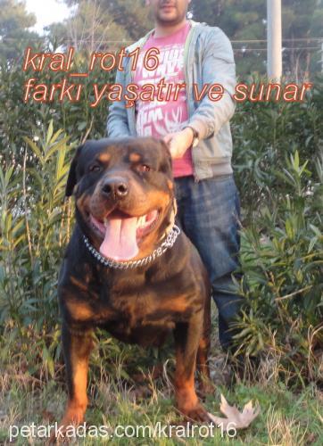 efe Erkek Rottweiler