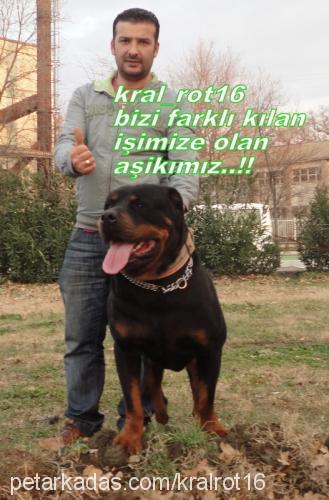 efe Erkek Rottweiler