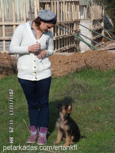 batuvonege Erkek Alman Çoban Köpeği