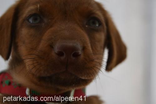 badem Erkek İlirya Çoban Köpeği