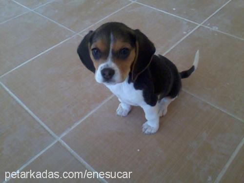 dizel Dişi Beagle