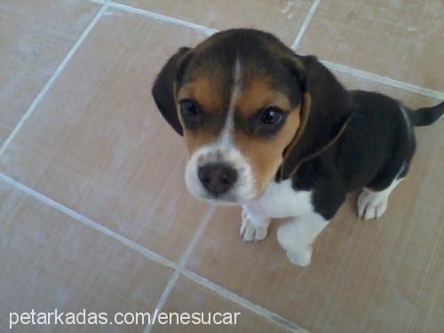 dizel Dişi Beagle