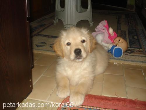 zeus Erkek Golden Retriever