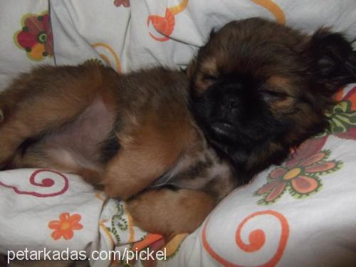 pickle Dişi Pekingese