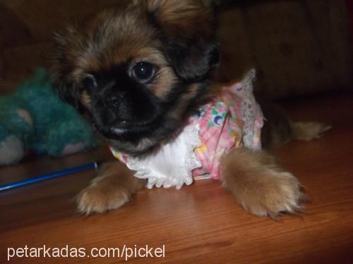 pickle Dişi Pekingese