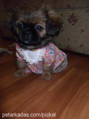 pickle Dişi Pekingese