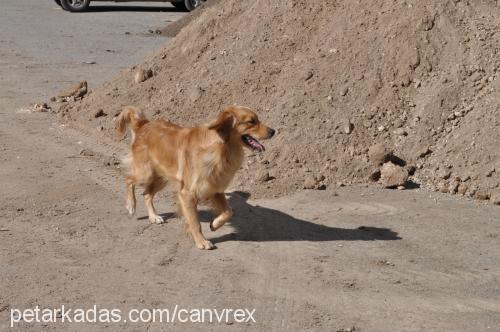 rex Erkek Golden Retriever