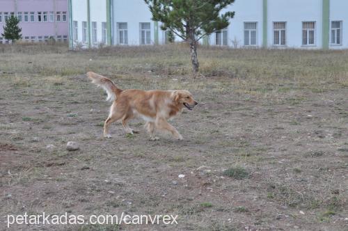 rex Erkek Golden Retriever