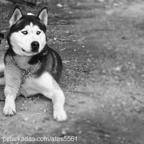 ateş Erkek Alaskan Malamute