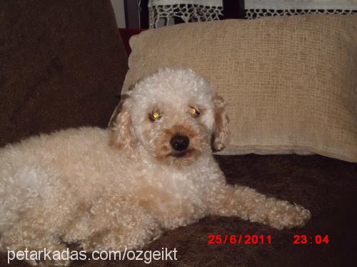 fındık Erkek Poodle (Minyatür Kaniş)