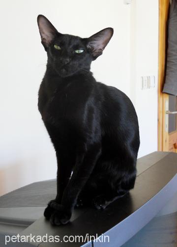 jazzi Dişi Oriental Shorthair