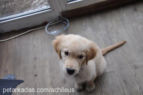 achilles Erkek Golden Retriever