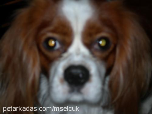 kiko Erkek Cavalier King Charles Spanieli