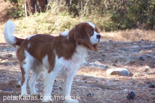 kiko Erkek Cavalier King Charles Spanieli