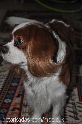 kiko Erkek Cavalier King Charles Spanieli