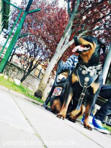 lisa Dişi Rottweiler