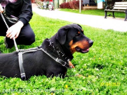 lisa Dişi Rottweiler