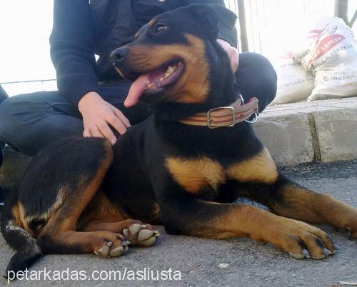 lisa Dişi Rottweiler