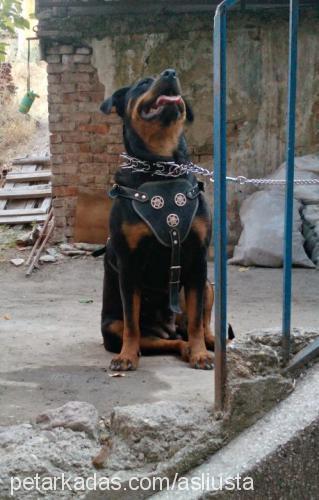 lisa Dişi Rottweiler