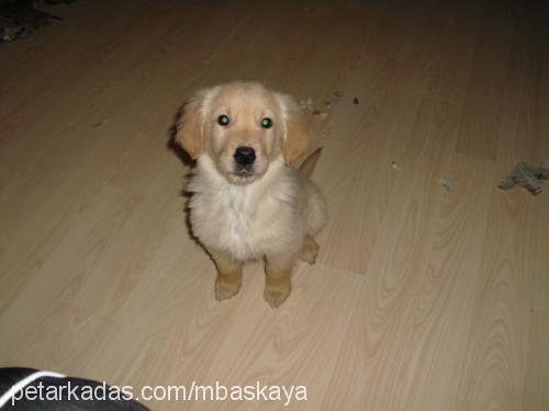 arthur Erkek Golden Retriever