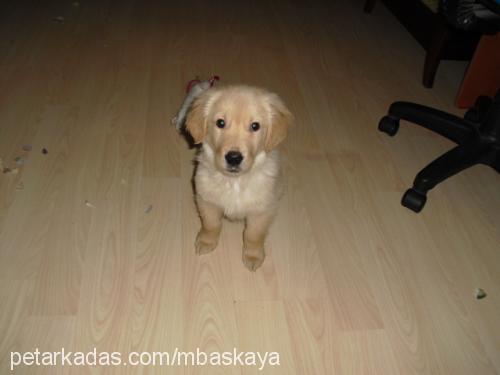 arthur Erkek Golden Retriever