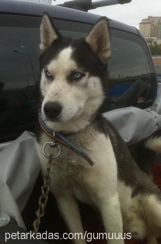 gümüş Erkek Sibirya Kurdu (Husky)