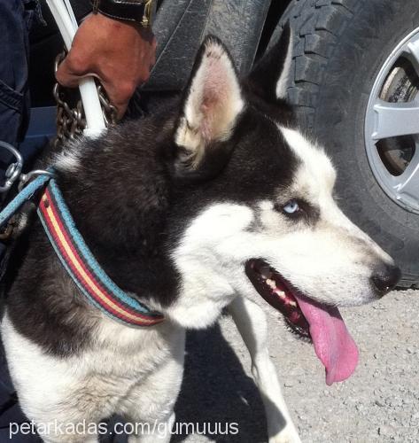 gümüş Erkek Sibirya Kurdu (Husky)