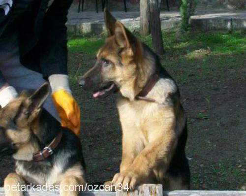 paşa Erkek Alman Çoban Köpeği