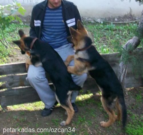 paşa Erkek Alman Çoban Köpeği