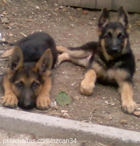 paşa Erkek Alman Çoban Köpeği