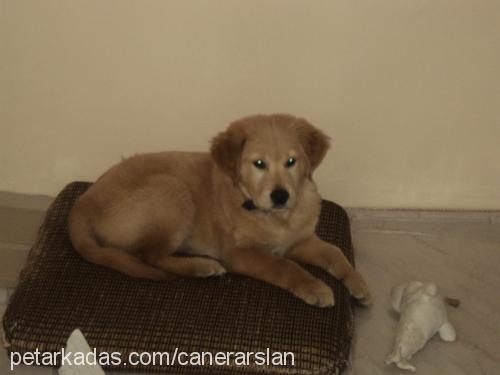 kaptan Erkek Golden Retriever