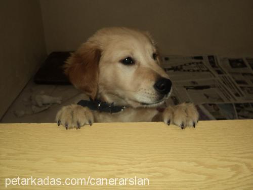 kaptan Erkek Golden Retriever