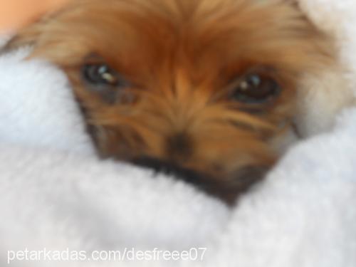 maya Dişi Yorkshire Terrier