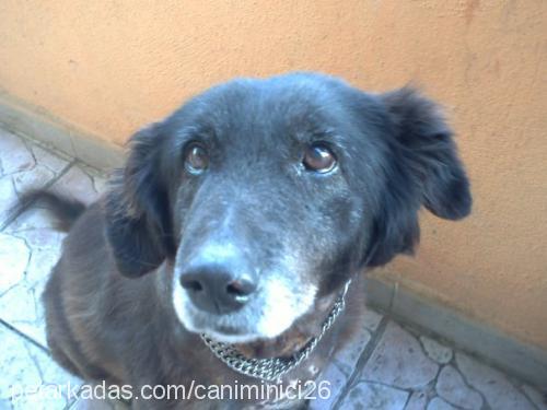 tony Erkek Border Collie