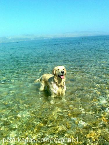 roxanne Dişi Golden Retriever