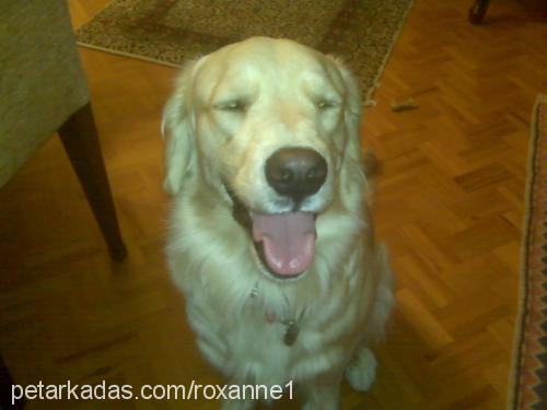 roxanne Dişi Golden Retriever